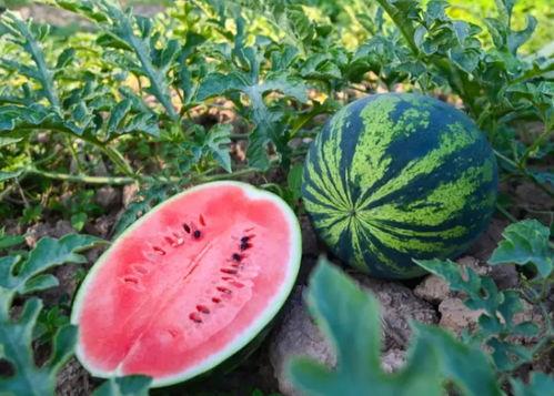 最新吃瓜爆料河南,揭秘背后惊人真相