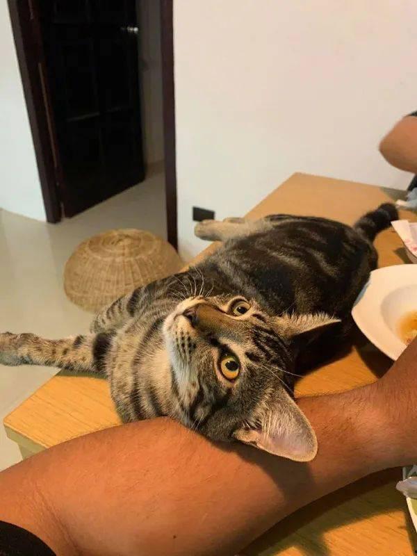 黑料吃瓜相扑猫,揭秘相扑猫的趣味生活