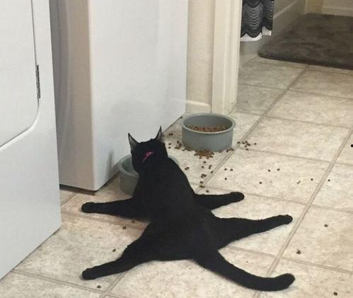 黑料吃瓜相扑猫,揭秘相扑猫的趣味生活