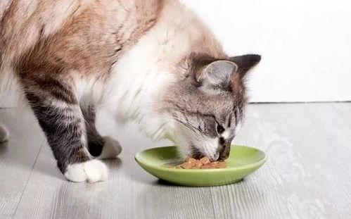 黑料吃瓜相扑猫,揭秘相扑猫的趣味生活