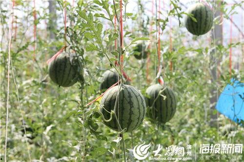 朝阳爆料吃瓜视频,揭秘吃瓜视频背后的真相与幕后故事