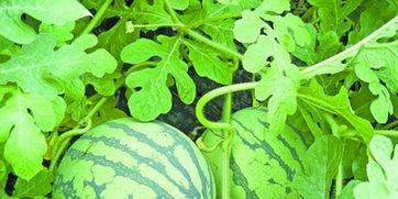 武汉爆料最新吃瓜,吃瓜群众揭秘幕后真相