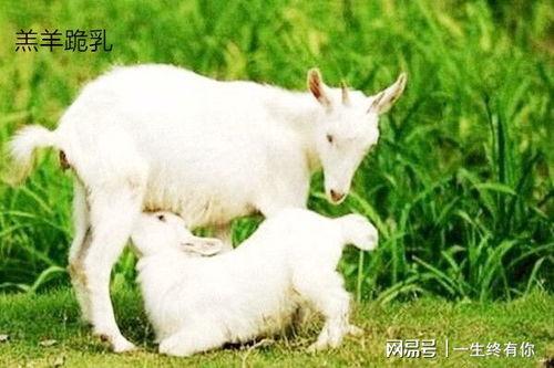51黑料吃瓜小羊,吃瓜小羊带你探秘娱乐圈幕后真相
