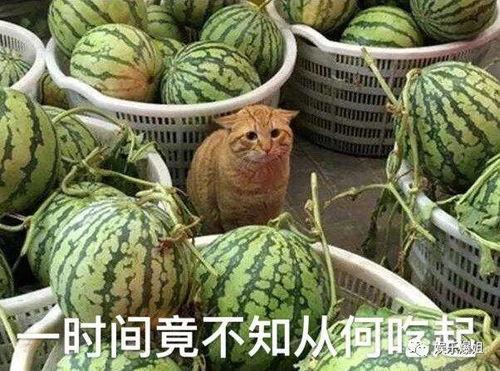 哈尔滨吃瓜爆料找谁,揭秘幕后真相，热点事件深度解析