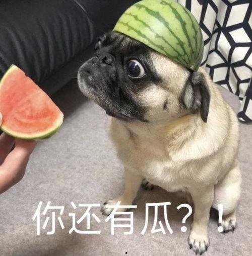 吃瓜爆料表情包,揭秘网络热传背后的趣味与真相