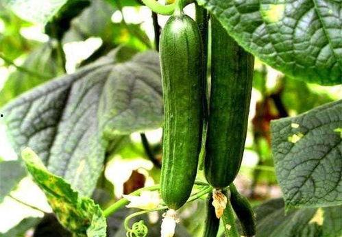 吃瓜爆料每日大瓜地址,吃瓜爆料每日大瓜最新地址，独家内幕一网打尽！