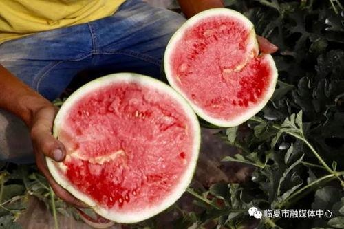 临夏吃瓜怎么爆料,揭秘爆料背后的真相