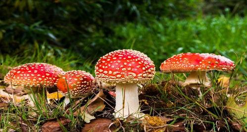 蘑菇视频爆料吃瓜,吃瓜群众热议幕后真相