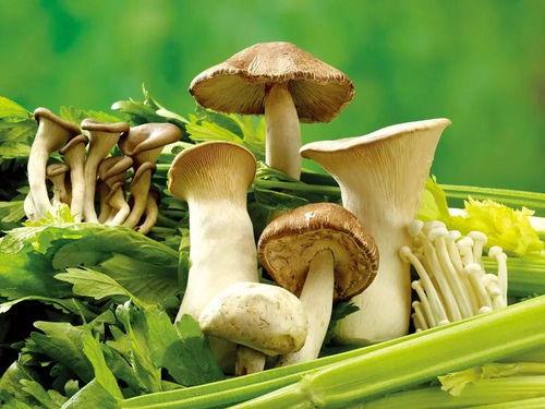 蘑菇视频爆料吃瓜,吃瓜群众热议幕后真相