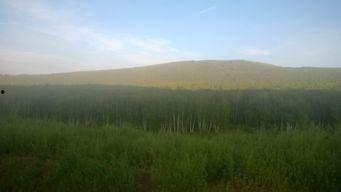 吃瓜爆料呼伦贝尔,揭秘草原上的“吃瓜”风云