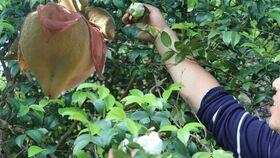 黑哥爆料吃瓜,娱乐圈惊天大瓜，真相令人震惊！