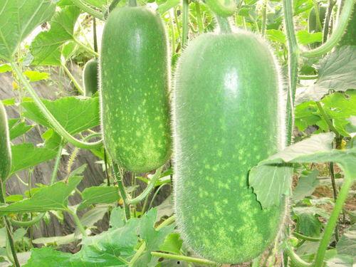 吃瓜爆料模板大全,明星们的幕后故事，吃瓜群众必看！