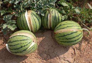 黑瓜吃料网老板,创业之路与行业洞察