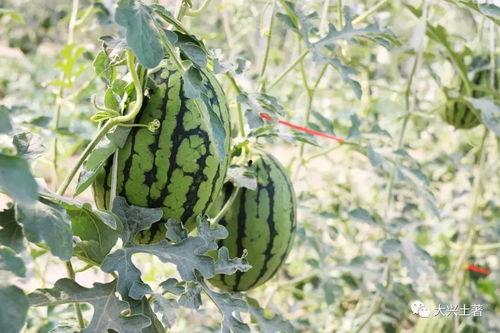 吃瓜爆料网红,吃瓜爆料背后的真相与内幕