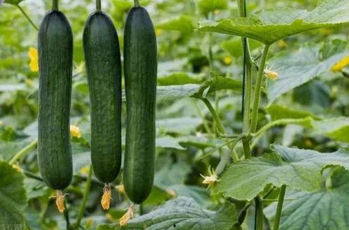 黑料社区吃瓜入口