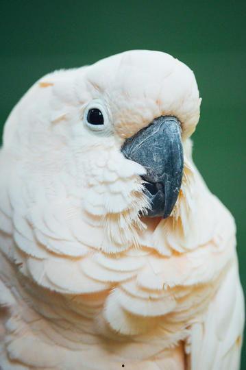 每日黑瓜吃料51,揭秘51吃料背后的精彩故事