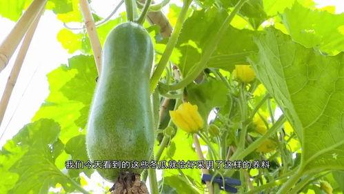 17吃瓜爆料集合,娱乐圈幕后真相大揭秘