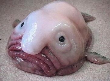 各种黑料吃瓜中国,中国明星黑料大揭秘，吃瓜群众围观真相