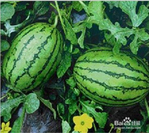 工商爆料网吃瓜,揭秘娱乐圈最新吃瓜事件，明星隐私大曝光！