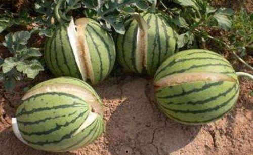 工商爆料网吃瓜,揭秘娱乐圈最新吃瓜事件，明星隐私大曝光！