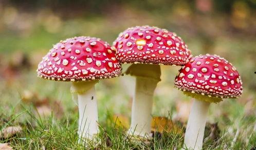 黑料吃瓜蘑菇视频,蘑菇视频带你探秘娱乐圈幕后真相