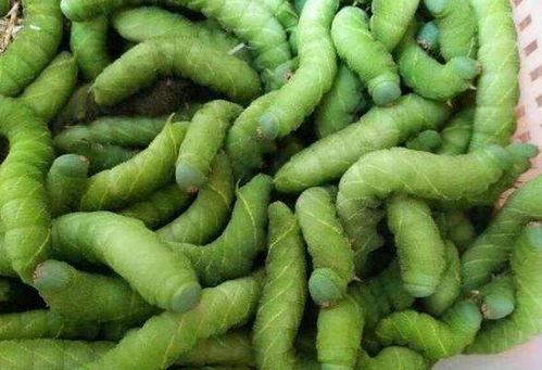 黑料吃瓜入口大豆