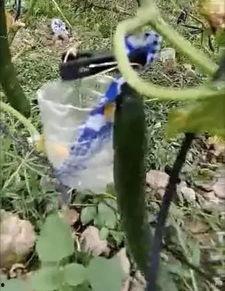 缅北吃瓜视频爆料,吃瓜视频揭露惊人内幕