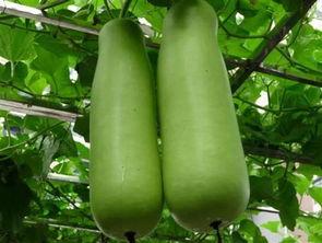 南充吃瓜爆料公司,揭秘当地热点事件背后的真相