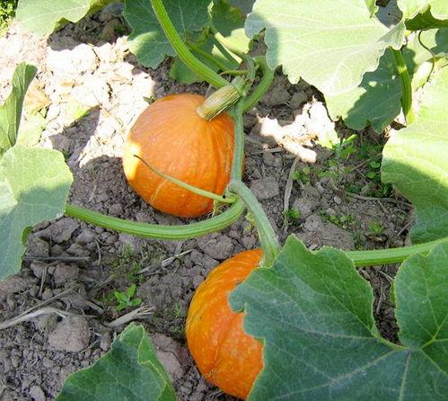 朝阳吃瓜爆料入口,独家内幕大公开