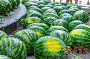 学校吃瓜最新爆料,揭秘学校吃瓜最新爆料背后的真相